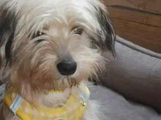 Alba  i pleje i DK.. 