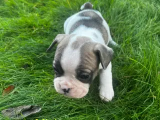 Fransk bulldog hvalpe