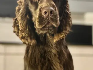 Engelsk Cocker spaniel han til avl. Ikke til salg