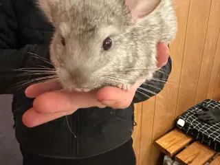 Chinchilla 