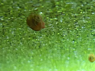 🐌 Orange Posthornsnegle – Unge voksne 