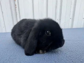 Dværgvædder hankanin