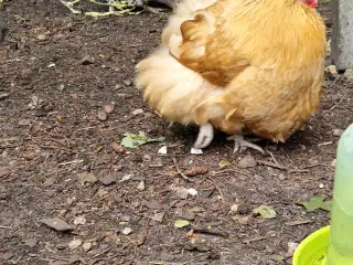 Æglæggende høner 