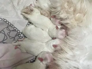 Malteser hvalpe