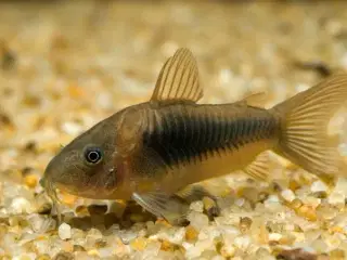 Corydoras aneaus 