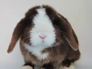 Dværgvædder/Mini lop satin hankanin