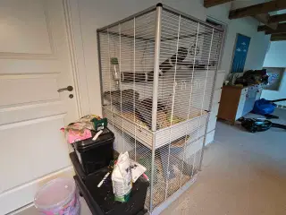 DEGU 2 STK. Med stort bur