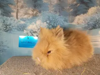 Ren Racet Teddy (dværg angora kanin) dreng