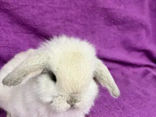 Mini lop