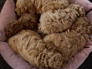 Cavapoo F1 B