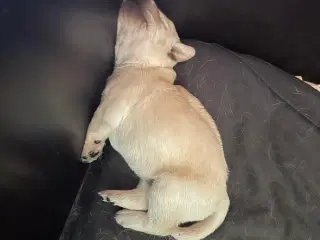Labrador hvalpe
