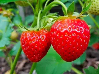 Jordbær planter med godt rodnet 