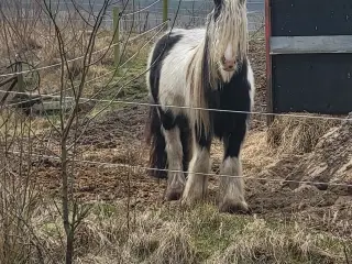 Sødeste unge tinkervallak