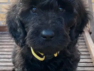 Hvalpe Labradoodle F1BB