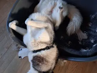 2 Slædehunde sælges