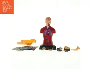 Menneskekropsmodel til undervisning (str. 24,5 x 13 x 8 cm)
