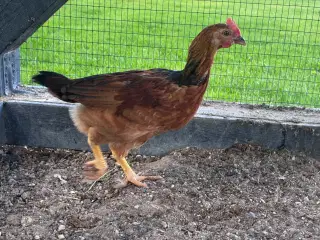 2 haner sælges (7 uger gammel)