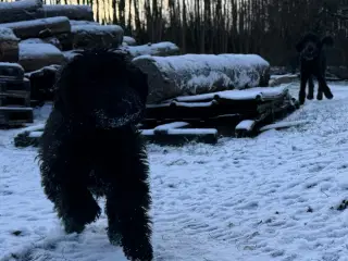 Cockapoo / Cockerpoo / Doodle. Ny pris