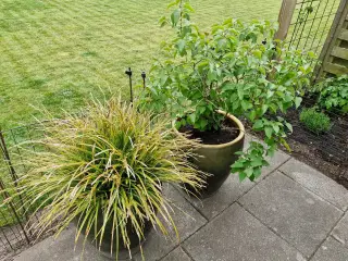 Gratis planter
