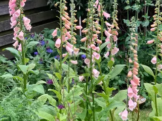 Staude frø: frø, Digitalis / Fingerbøl