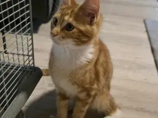 Maine coon blanding 