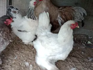 Brahma høns
