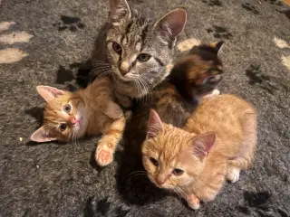 2 kuld , Indendørskillinger søger hjem! 🐱❤