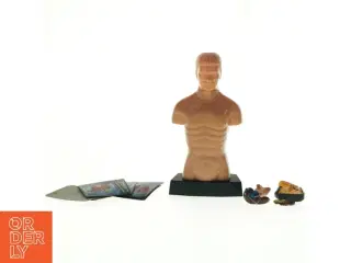 Menneskekropsmodel til undervisning (str. 24,5 x 13 x 8 cm)
