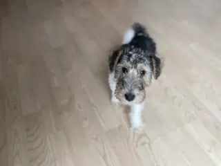 Ruhåret fox terrier 