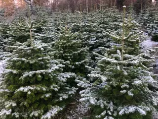 Juletræer, flotte sprøjtefrie Nordmannsgran