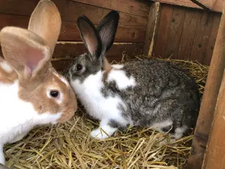 2 hankanin 1/2 belgisk kæmpe