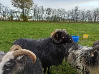 2 årig Gutevædder med stamtavle og m3 status