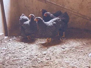 Høns Wyandotter tværstribet