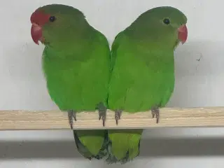 Taranta Dværgpapegøje