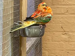 Orange opaline sangparakitter 