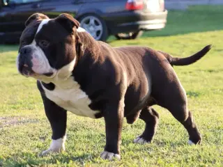  bully hvalpe 