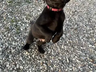 Labrador formel 1 hanhvalp søger ny madskål 