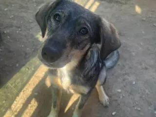 Ida cocker mix søger familie 