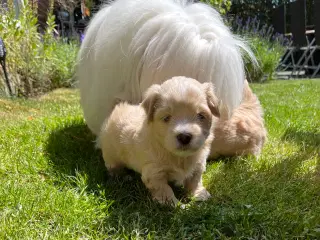 Bichon Havanaiser 
