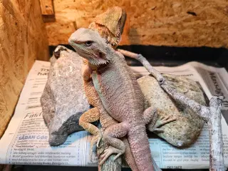 HASTER skægagame unger 3 mdr gamle 😊