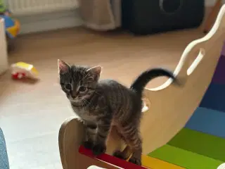 Kattekillinger