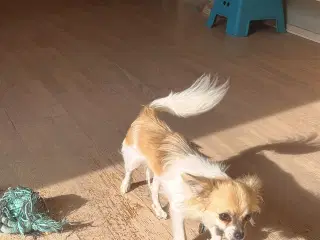 2 hygge hunde mor og søn