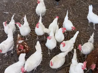 Æglæggende høns 