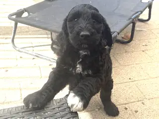 De smukkeste mellem Golden doodle F1B babyer  