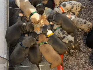 Smukkeste American Bully hvalpe m. ABKC stamtavle