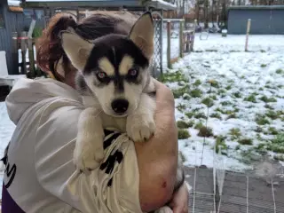 Sebirian Husky hvalpe