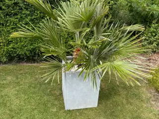 Europæisk Dværgpalme - Chamaerops humilis