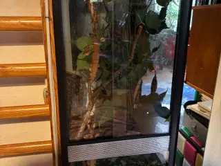 Vandrende rosengrene inkl terrarie