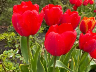 Tulipanløg Rød Apeldoorn