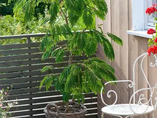 20 Sovende Silkerosentræ (Sjælden variant af Albiz